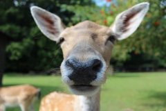 鼻の中　ニキビ　シカ