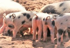 お尻　ニキビ　治し方　原因