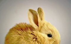 ニキビ　耳